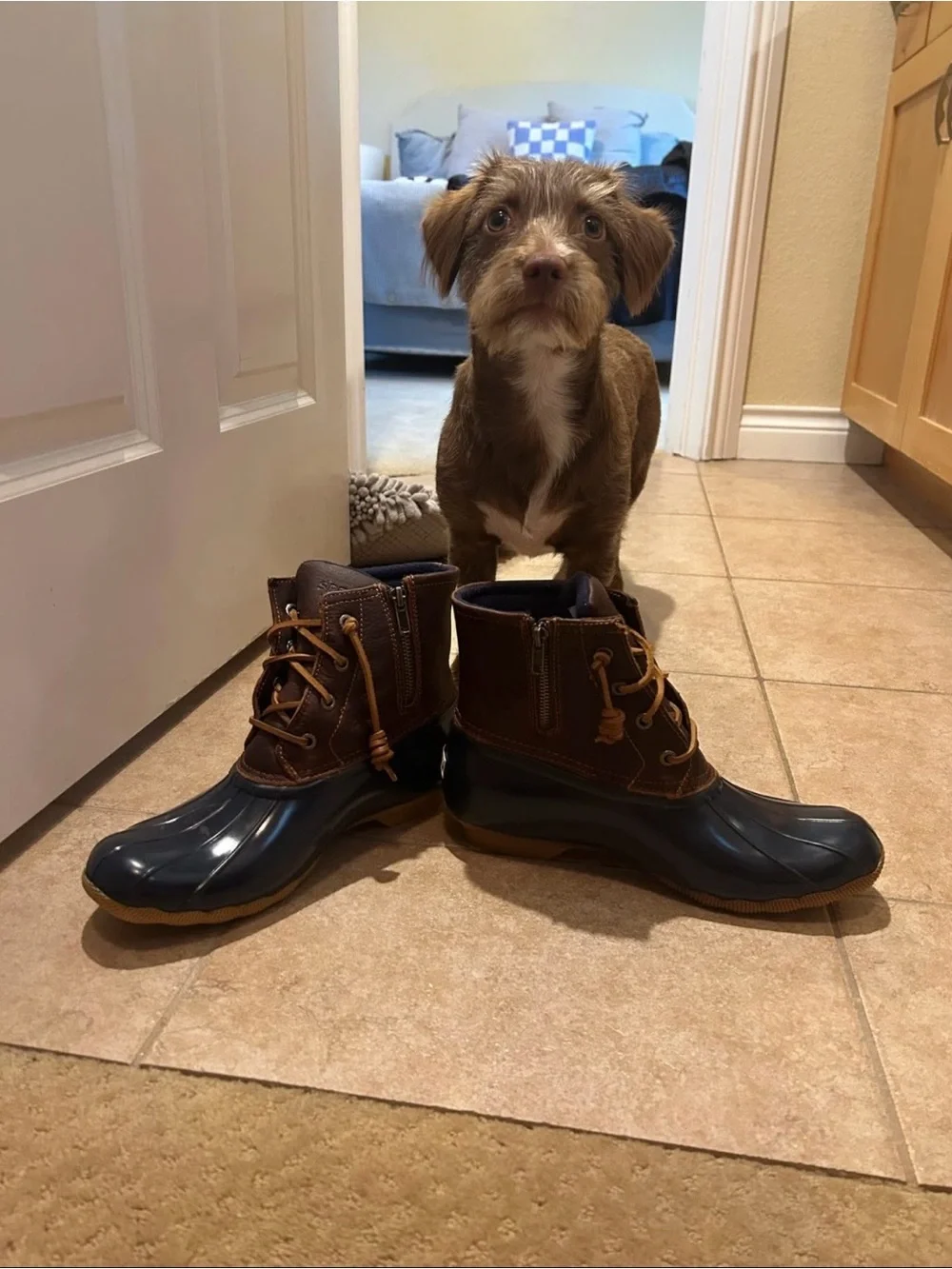 Sperry Navy and Brown Duck Boots